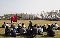 Fauna & Flora: Elephant beauty pageant, Chitwan district, Nepal