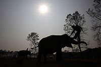 Fauna & Flora: Elephant beauty pageant, Chitwan district, Nepal