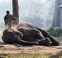 TopRq.com search results: Elephant beauty pageant, Chitwan district, Nepal