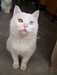 Fauna & Flora: cat with heterochromia
