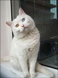 Fauna & Flora: cat with heterochromia