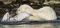 Fauna & Flora: polar bear against seagull