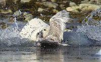 Fauna & Flora: polar bear against seagull