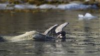 Fauna & Flora: polar bear against seagull