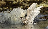 Fauna & Flora: polar bear against seagull