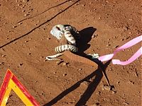 Fauna & Flora: snake eats a lizard