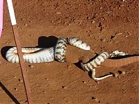 Fauna & Flora: snake eats a lizard