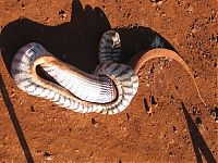 Fauna & Flora: snake eats a lizard