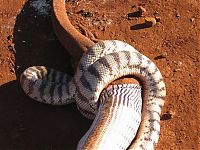 Fauna & Flora: snake eats a lizard