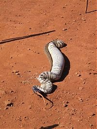 Fauna & Flora: snake eats a lizard