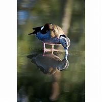 Fauna & Flora: WWT Wetland wildlife photography