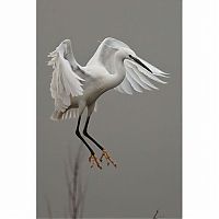 TopRq.com search results: WWT Wetland wildlife photography