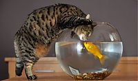 Fauna & Flora: cat and goldfish
