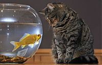 Fauna & Flora: cat and goldfish