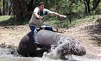 TopRq.com search results: Marius Els and his pet hippo Humphrey, South Africa