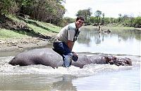 TopRq.com search results: Marius Els and his pet hippo Humphrey, South Africa