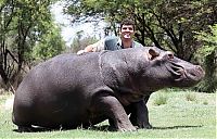 TopRq.com search results: Marius Els and his pet hippo Humphrey, South Africa