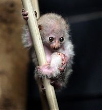 Fauna & Flora: newborn potto