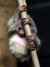 Fauna & Flora: newborn potto