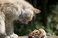 Fauna & Flora: cat with mouse