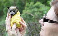 Fauna & Flora: baby bats