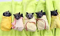 Fauna & Flora: baby bats