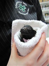 TopRq.com search results: baby bats