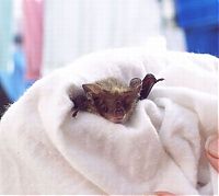TopRq.com search results: baby bats