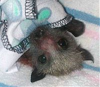 Fauna & Flora: baby bats