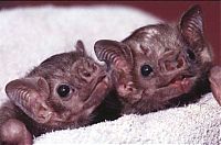 TopRq.com search results: baby bats