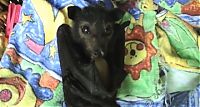 Fauna & Flora: baby bats