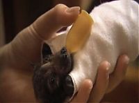 Fauna & Flora: baby bats