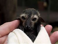 TopRq.com search results: baby bats