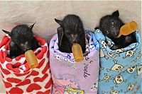 Fauna & Flora: baby bats