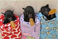 TopRq.com search results: baby bats