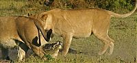 TopRq.com search results: three lionesses against a crocodile