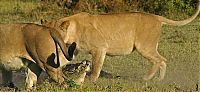 Fauna & Flora: three lionesses against a crocodile