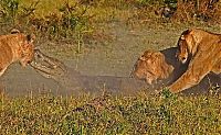 Fauna & Flora: three lionesses against a crocodile