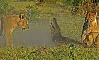 Fauna & Flora: three lionesses against a crocodile
