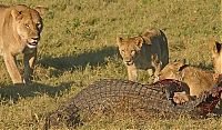 TopRq.com search results: three lionesses against a crocodile