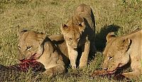 Fauna & Flora: three lionesses against a crocodile