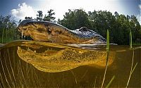 Fauna & Flora: close-up photo of an american alligator