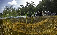 Fauna & Flora: close-up photo of an american alligator