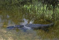 Fauna & Flora: close-up photo of an american alligator
