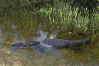 Fauna & Flora: close-up photo of an american alligator