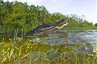 Fauna & Flora: close-up photo of an american alligator