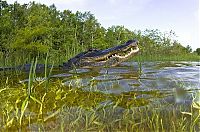 TopRq.com search results: close-up photo of an american alligator