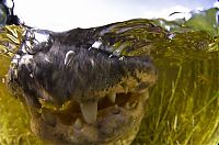 Fauna & Flora: close-up photo of an american alligator