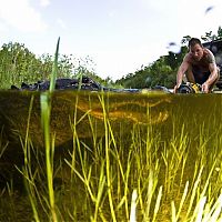 Fauna & Flora: close-up photo of an american alligator