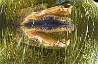 TopRq.com search results: close-up photo of an american alligator